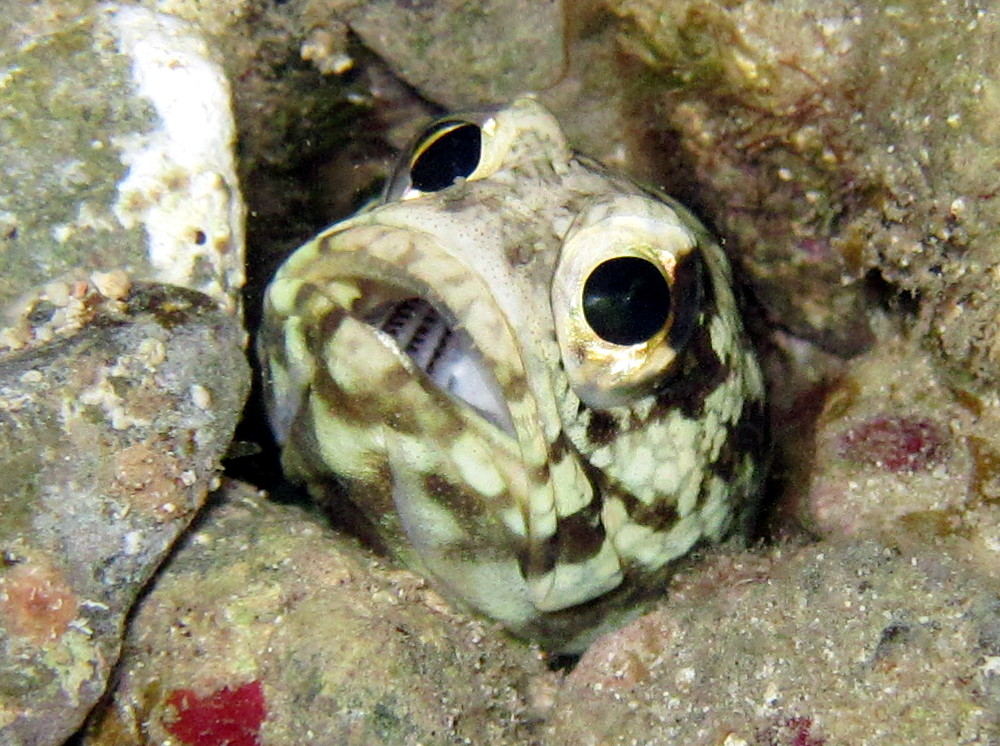 Moustache Jawfish